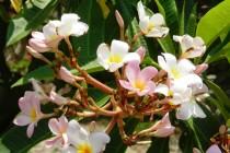 De Mexico à Cancún (2/6) : sur la route des Mayas, des temples et des cactus De Mexico à Cancún (2/6) : sur la route des Mayas, des temples et des cactus