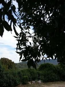 Les arbres : F Hallé botaniste- A13 Les arbres : F Hallé botaniste- A13