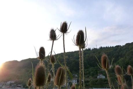 Jardins en terasses. Jardins en terasses.