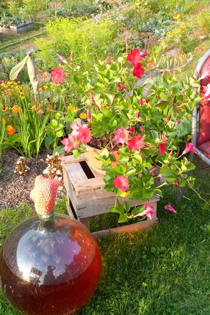 Jardins en terasses. Jardins en terasses.