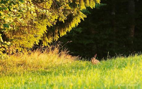 Cache-cache avec le lièvre… Cache-cache avec le lièvre…