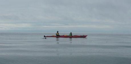 Canada Baleines Bergeronnes Mer et Monde canoë kayak marsouins