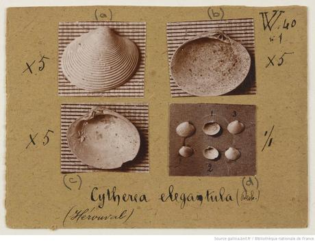 Photographie de coquillages et de mollusques, 1928, Bibliothèque nationale de France, département Société de Géographie