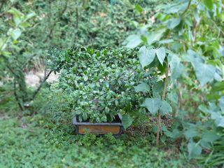 Ficus ginseng_02 Ficus ginseng_02