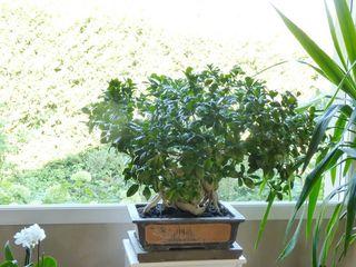 Ficus Ginseng Ficus Ginseng