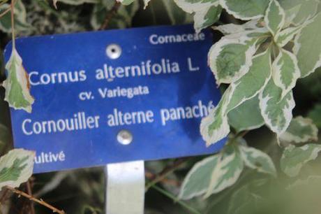 3 cornus alternifolia var 10 août 2013 118.jpg