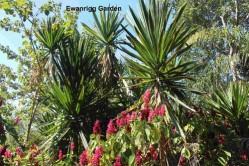 L'Affrique du Sud - la Zambie 298 - 28 05 13 EWANRING GARDEN