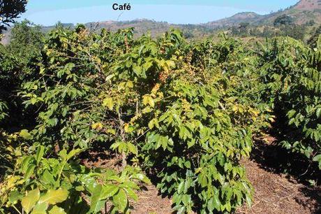 L'Affrique du Sud - la Zambie 337 - 30 05 13 Vallee de la HONDE CAFE