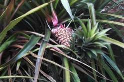 L'Affrique du Sud - la Zambie 300 - 28 05 13 EWANRING GARDEN