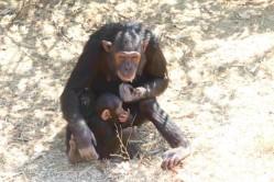 L'Affrique du Sud - la Zambie 03 07 13 Chimfunshi Wildlife (9)