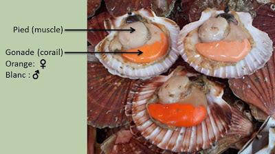 5 anecdotes sur la vie amoureuse des mollusques.