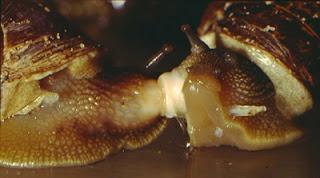 5 anecdotes sur la vie amoureuse des mollusques.