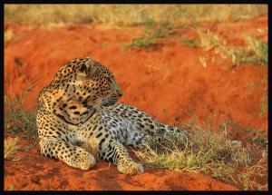 Afrique-Tsavo-léopard