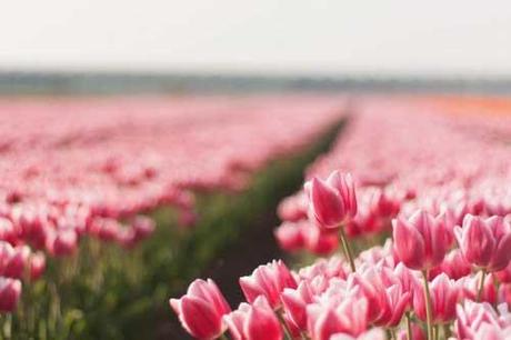 Champs de tulipes roses pales