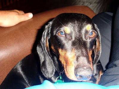 Je vous présente...Pistache !!! Je vous présente...Pistache !!!