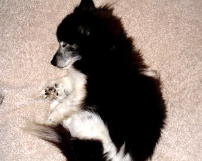 Je vous présente...Pistache !!! Je vous présente...Pistache !!!