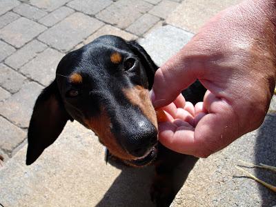 Je vous présente...Pistache !!! Je vous présente...Pistache !!!