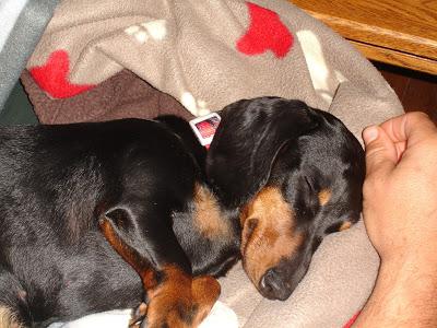 Je vous présente...Pistache !!! Je vous présente...Pistache !!!