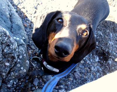 Je vous présente...Pistache !!! Je vous présente...Pistache !!!