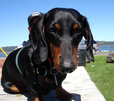 Je vous présente...Pistache !!! Je vous présente...Pistache !!!