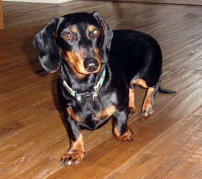 Je vous présente...Pistache !!! Je vous présente...Pistache !!!