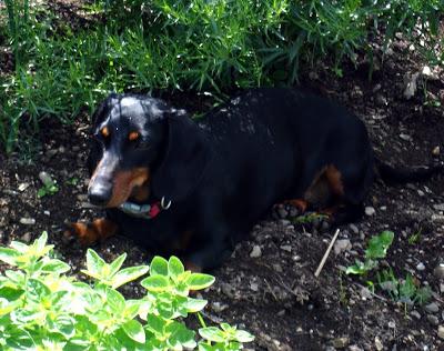 Je vous présente...Pistache !!! Je vous présente...Pistache !!!