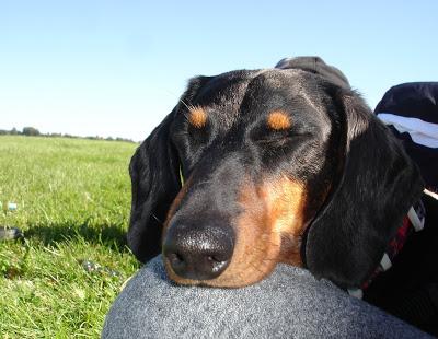 Je vous présente...Pistache !!! Je vous présente...Pistache !!!