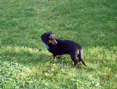 Je vous présente...Pistache !!! Je vous présente...Pistache !!!