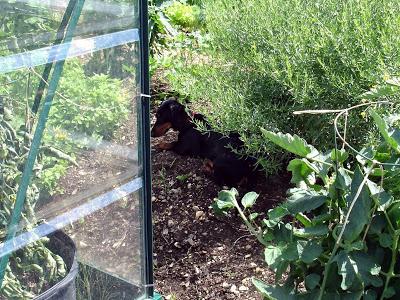 Je vous présente...Pistache !!! Je vous présente...Pistache !!!