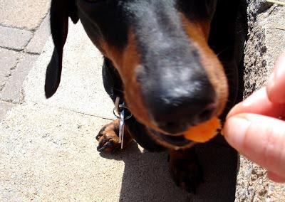 Je vous présente...Pistache !!! Je vous présente...Pistache !!!