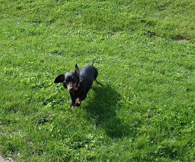 Je vous présente...Pistache !!! Je vous présente...Pistache !!!