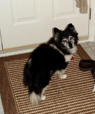 Je vous présente...Pistache !!! Je vous présente...Pistache !!!