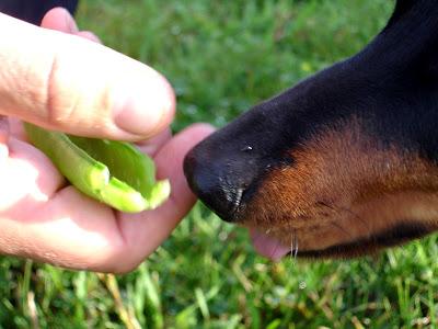 Je vous présente...Pistache !!! Je vous présente...Pistache !!!