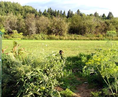 Je vous présente...Pistache !!! Je vous présente...Pistache !!!