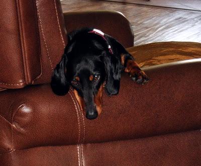 Je vous présente...Pistache !!! Je vous présente...Pistache !!!