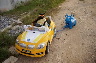 Thaïlande : Chat-moine Jonny Cat Supaluck, énorme ! Thaïlande : Chat-moine Jonny Cat Supaluck, énorme !