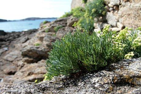 Plage de Port Hue / Saint-Briac saint briac 1 023 copie
