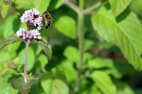 Mentha aquatica menthe romi 1 sept 2013 007.jpg