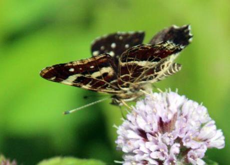 Mentha aquatica carte geo romi 1 sept 2013 023.jpg