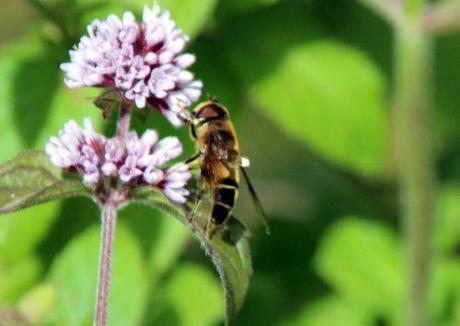 Mentha aquatica menthe romi 1 sept 2013 006.jpg