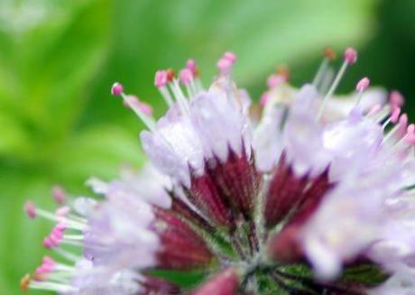 Mentha aquatica 4 menthe rec romi 7 sept 2013 003.jpg