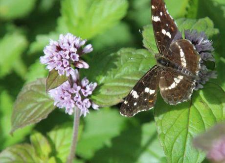Mentha aquatica carte geo romi 1 sept 2013 010.jpg