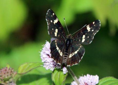 Mentha aquatica carte geo romi 1 sept 2013 020.jpg