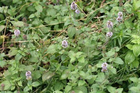 Mentha aquatica 2 menthe 31 juillet 2008 068.jpg