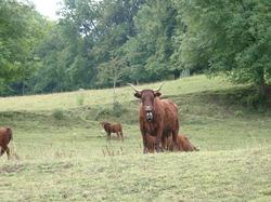 Vaches_salers_et_aubrac_3_2 Vaches_salers_et_aubrac_3_2