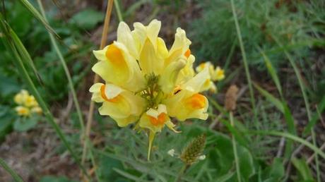 Est-ce une linaire ? linaireP1390617