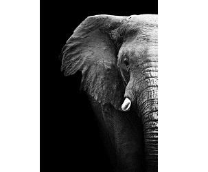 Une personne âgée tuée par un éléphant de Cirque