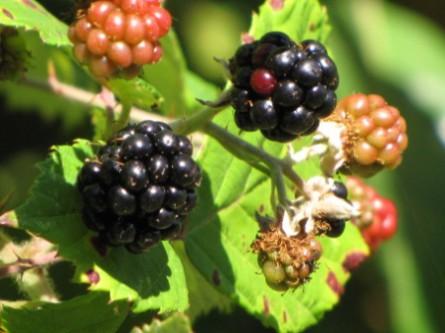 Le mois des mûres 1309 Les mûres.JPG