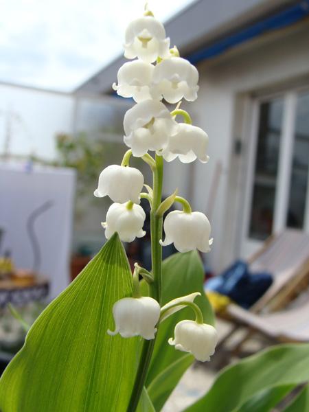 Un brin de muguet muguet.jpg