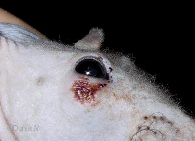 Rats: abcès Abcès en voie de guérison